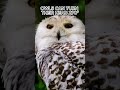 The Silent Hunter Owl 🦉