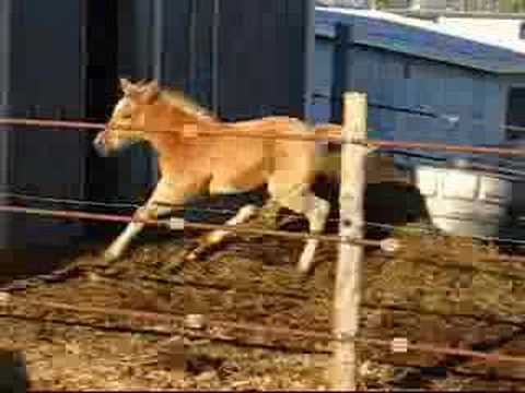 Grace, Palomino Racking Horse filly