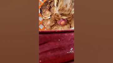 شاهد سبحان الله كيف تبيض الدجاجه 