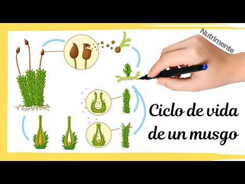 Video: Ciclo de vida del musgo: secuencia de etapas
