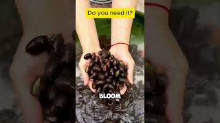 Sports Performance 🌸 Lotus Flower Symbolism: Why It Matters in Your Garden  #rootfuel #garden #gardening #lotusseed