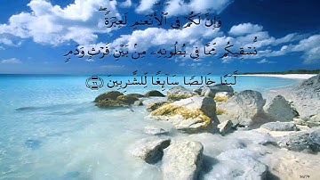 سورة النحل بصوت محمد صديق المنشاوي * بدون صدى
