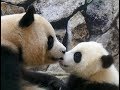 だ～め💓お母さんパンダは食事中も赤ちゃんのことが心配Mom panda worries about babies even during meals