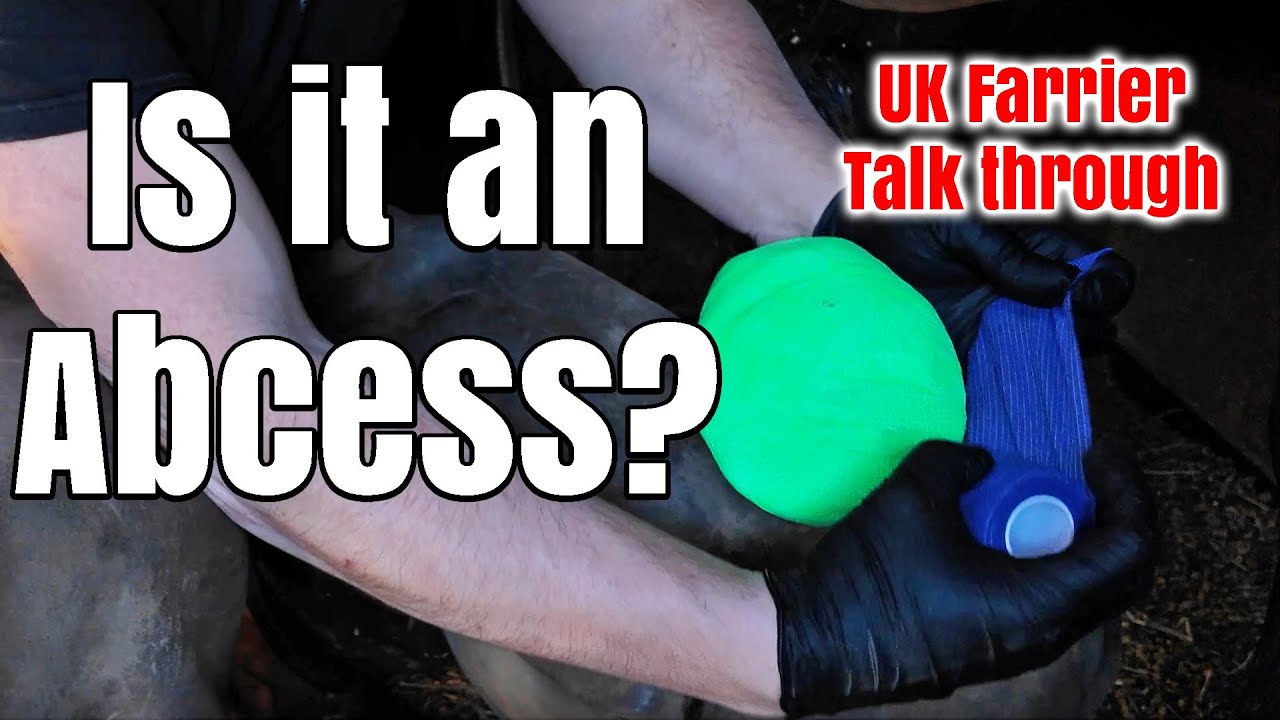 farrier-talk-diagnosing-lameness-with-a-uk-farrier-satisfying-hoof