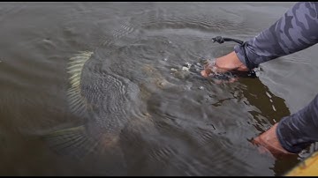 The Papuan Bass