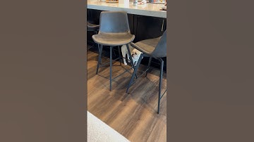 Trust but verify bulldog