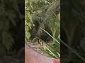 #shortvideo #strike #ikan #kihung #babon.