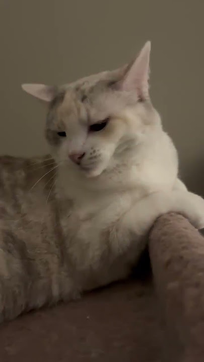 Petting Bella @mrstheaviors007