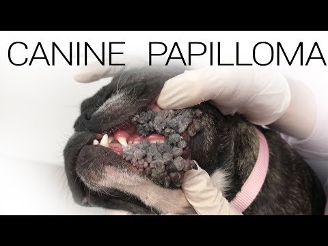 Video: Jak nakažlivé jsou papilomy jiným psům?