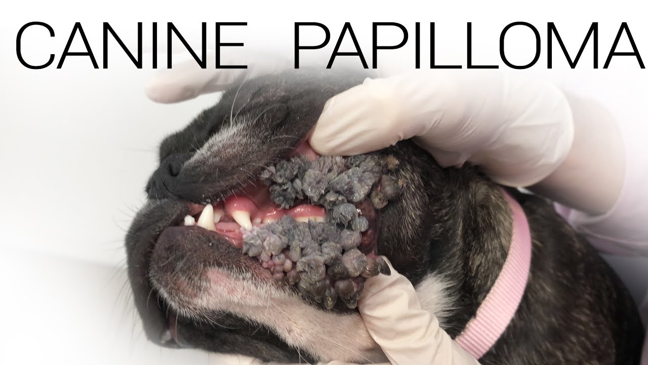 Kutya papillomatosis kezelése. Vírusos szemölcs tünetei és kezelése - HáziPatika
