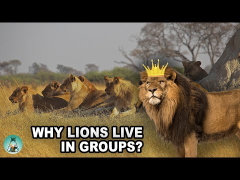 Video: Pride of lions. Life in a social group