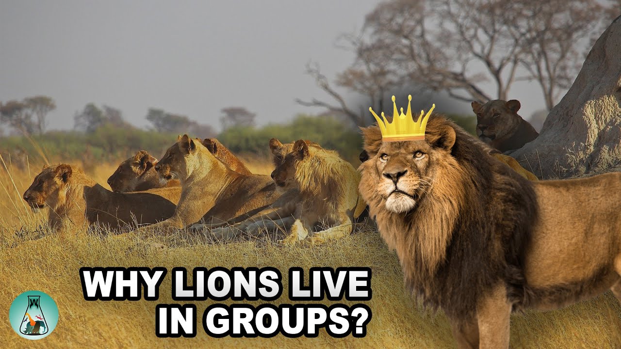 Do Lions Live On Madagascar?