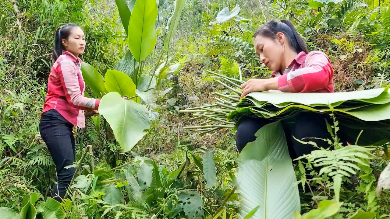 Cutting Fresh Banana Leaves at Dusk to Sell and Sustain Our Rural Farm Journey