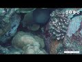 Huge Moray Eel in Pulau Weh Scuba Diving 2019