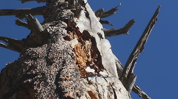 University of AZ & Forest Service study tree rings to predict wildfire behavior