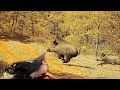 Adrenalin dolu yaban domuzu avı  / Wild boar hunting in Turkey
