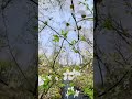 Beautiful afternoon #insta360video #insta360x3 #instareels #fyp #fypシ  #foryou  #spring