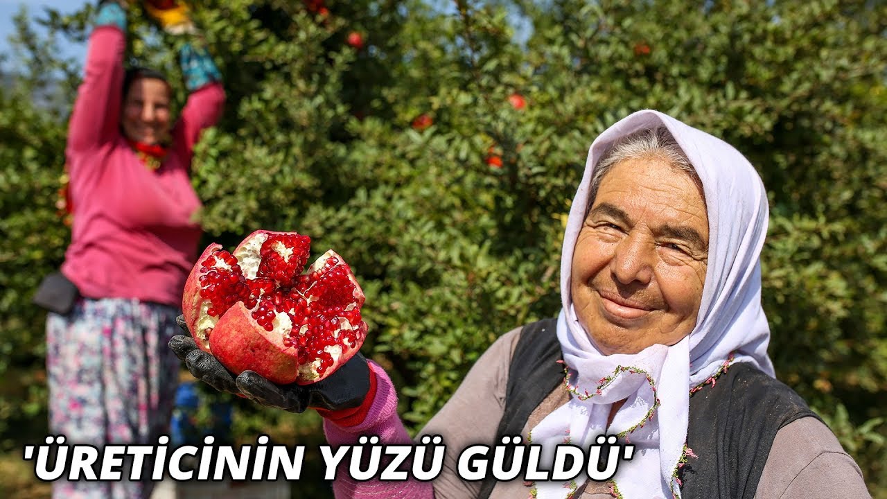 Kırmızı nar üreticiyi memnun etti! ‘Boy boy ayrılıp ihraç edilmeyi bekleyecek’