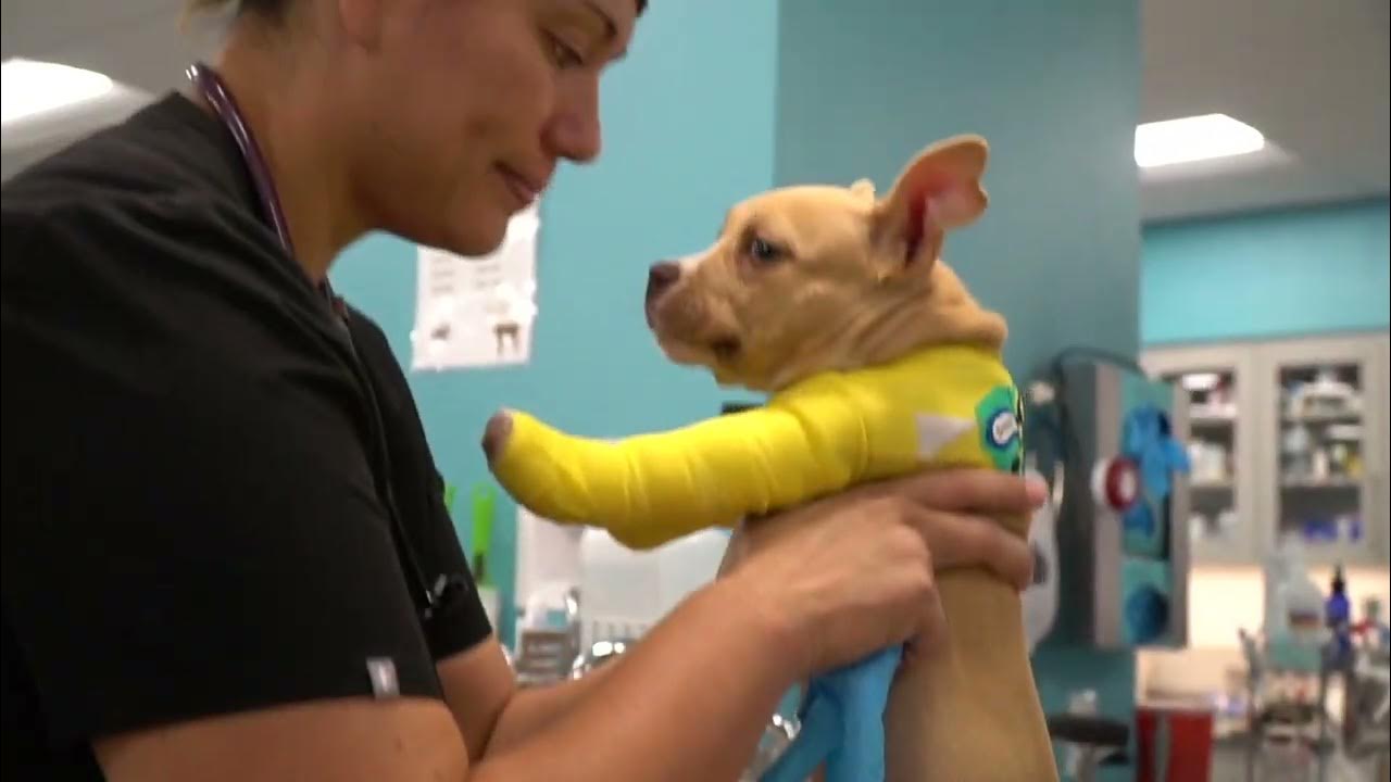 This poor puppy was attacked by her littermates 🥺 YouTube