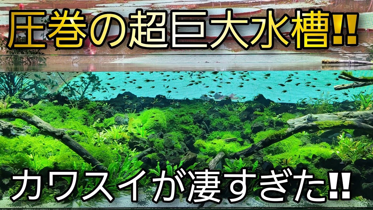 The spectacular, gigantic layout of the aquarium was amazing! A