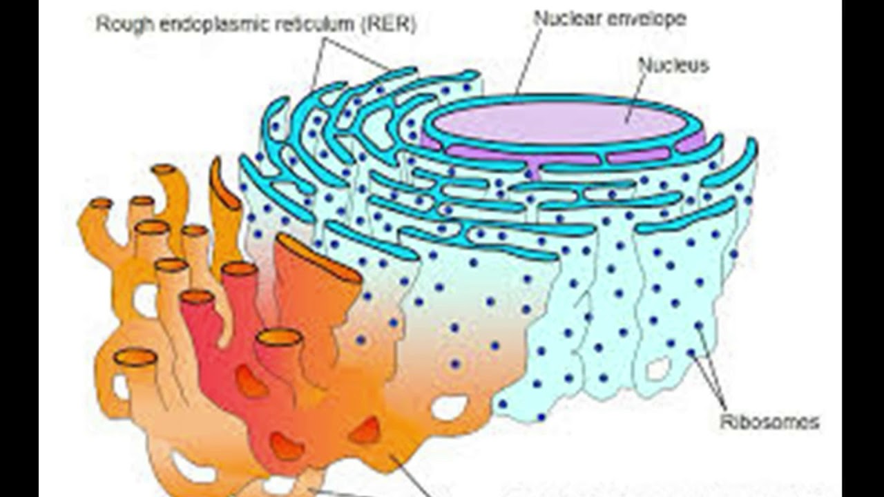 Пузырьков эпс. ЭПС ретикулум. Эндоплазматическая сеть рисунок биология.