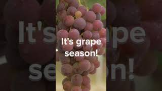 2021 Grapes Season in Yemen