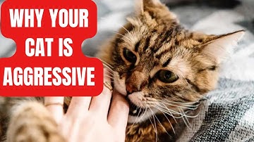 "Decoding Cat Aggression: Causes, Tips, and Solutions"