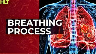 How Does Breathing Actually Work