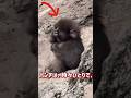 お母さんを恋しがるパンチ
