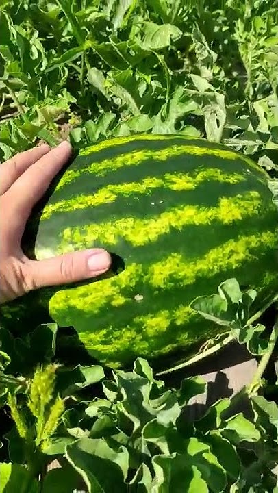 Арбуз Кримсон Руби. Средняя полоса России город Брянск. 23 июля 2022 # ...