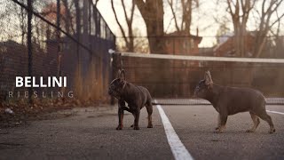 Bellini & Riesling | Available Pups | French Bulldog by My Pawesome Frenchie 2,892 views 2 years ago 51 seconds