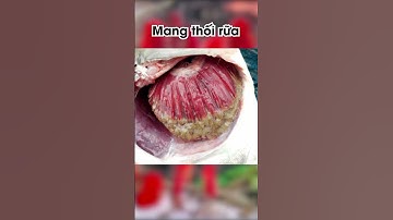 Bệnh thối mang ở cá dĩa - Nguyên nhân và cách điều trị | CÁ DĨA ĐẠI PHÁT