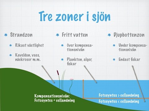 Video: Tallskog: egenskaper och ekosystem. Djur och växter i tallskogen