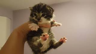 Cute kitty 😺