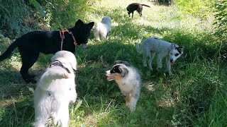 Educa Patte - Balade des mini dogs du 9 juillet 2022