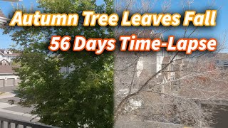 Tree Leaves Fall Time-Lapse - 56 Days by San Chaik 1,820 views 2 years ago 2 minutes, 56 seconds