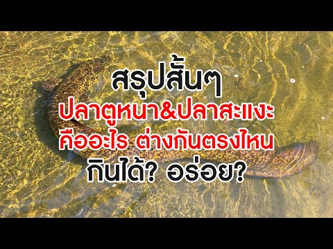 สรุปสั้นๆ 'ปลาตูหนา-ปลาสะแงะ' คืออะไรและมันต่างกันตรงไหน กินได้ อร่อย?