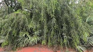Weeping Yaupon Holly, Saw Palmetto, Bench & Common Myrtle at Reiter Park! Longwood 