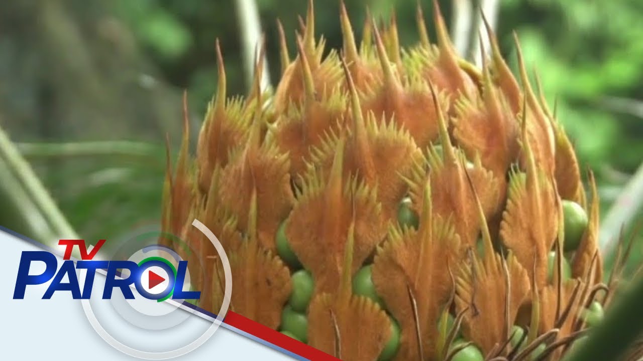 Halaman na mas matanda umano sa dinosaurs umusbong sa Masungi Georeserve | TV Patrol