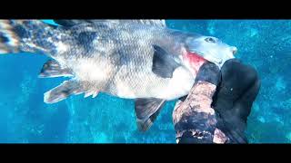 Freediving Spearfish South Coast Narooma screenshot 1