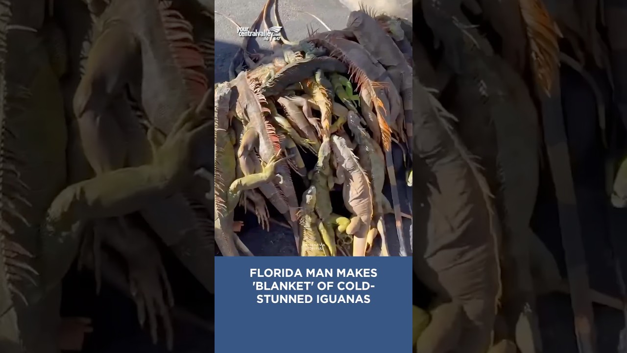 Would you make a blanket out of cold-stunned iguanas? 🫣🦎 #florida #iguanas  #cold