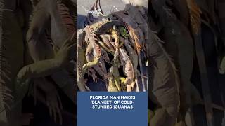 Would you make a blanket out of cold-stunned iguanas? 🫣🦎 #florida #iguanas  #cold