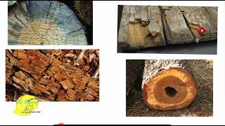 Defect in timber Part 1 | Defect due to conversion| Defect due to fungus and insect attacks