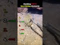 Ranking TOP 5 Sea Fishing Moments
