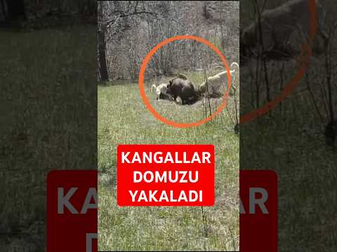 Kangal Azılı Domuzu Yakaladı