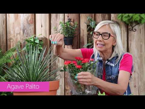 6 Plantas para