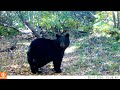 mama bear stands up. 2 cubs.9.30, 2024