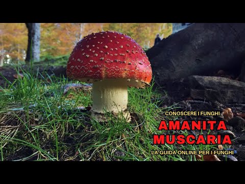 AMANITA MUSCARIA, Il