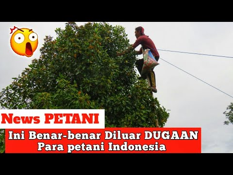 Video: Memanen Cengkih Untuk Memasak - Kapan Memilih Cengkih Di Kebun