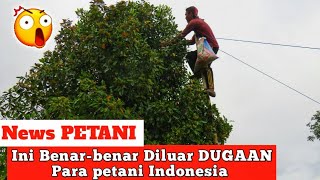 ASTAGA Luar BIASA Petani Cengkeh Saat Panen DI Sulawesi